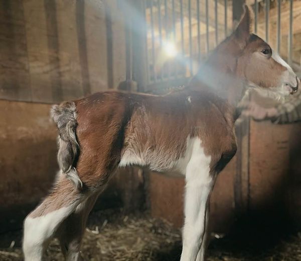 Creditview Jack Daniel - Clydesdale Foal